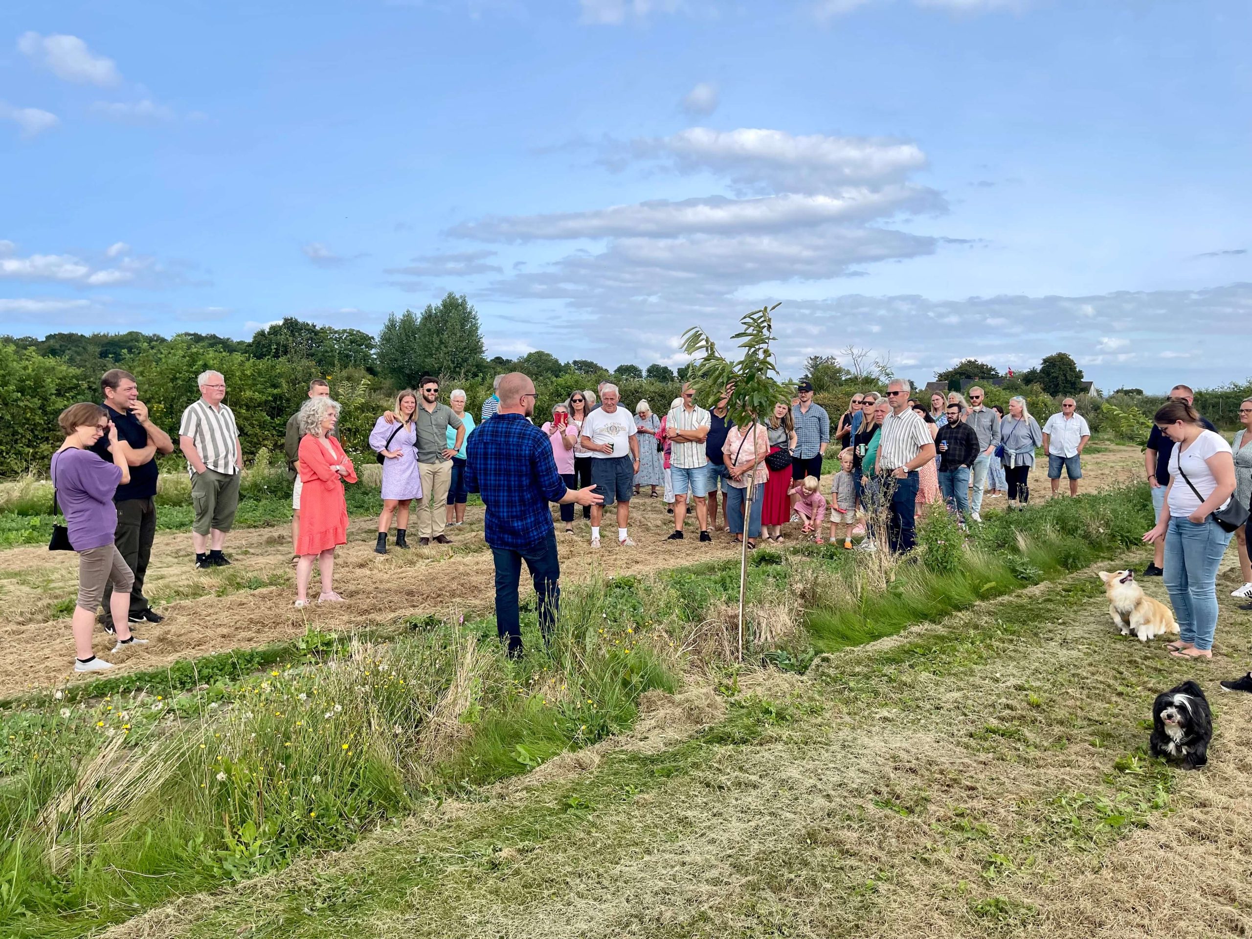 Danske nødder åbenplantage
